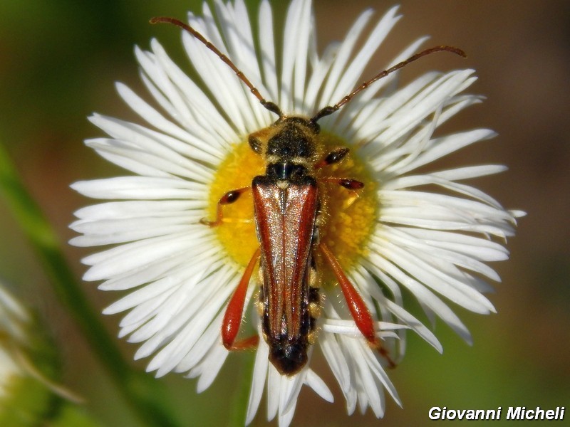 Serie di Cerambycidae del Parco del Ticino